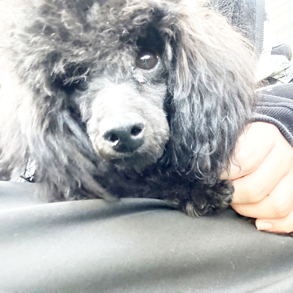 生徒が撮影したモデル犬④